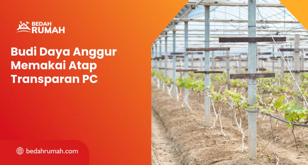 Budi Daya Anggur Memakai Atap Transparan PC