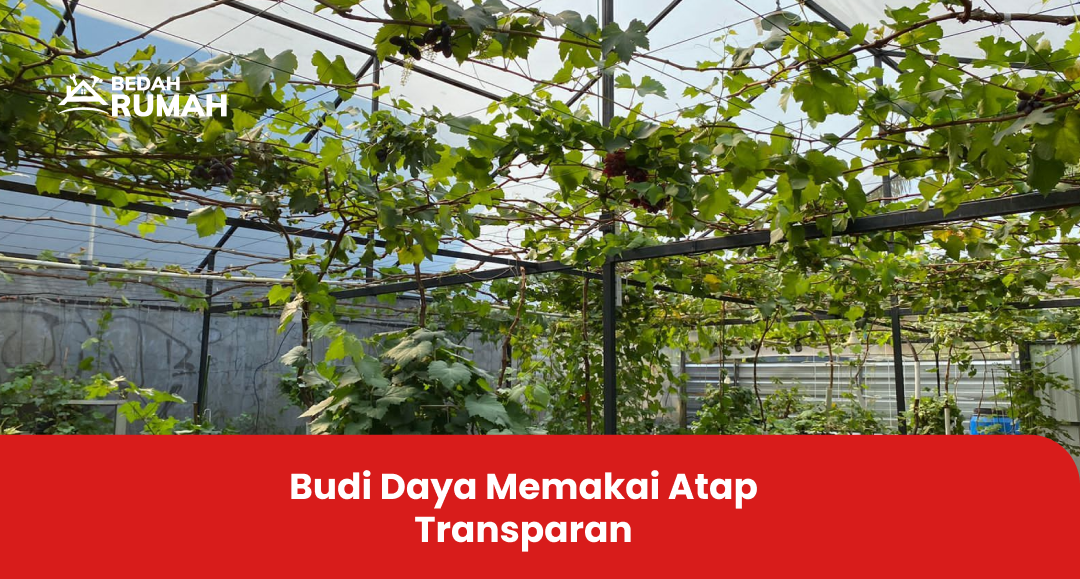 Budi Daya Memakai Atap Transparan